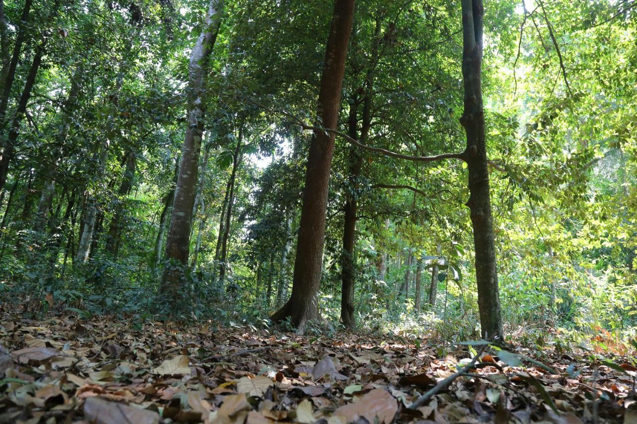 The Mana-Heritage Stay - Chengazhimattam Mana Kottayam Dış mekan fotoğraf