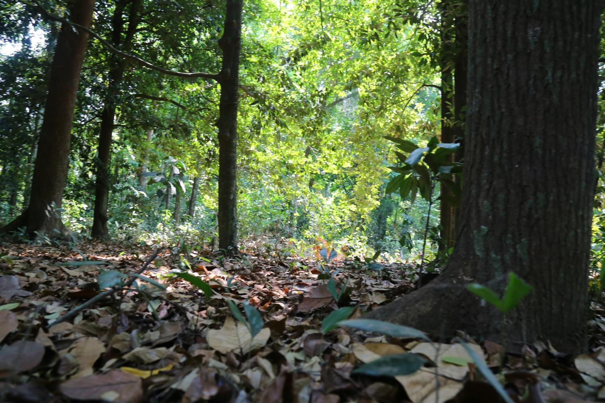The Mana-Heritage Stay - Chengazhimattam Mana Kottayam Dış mekan fotoğraf