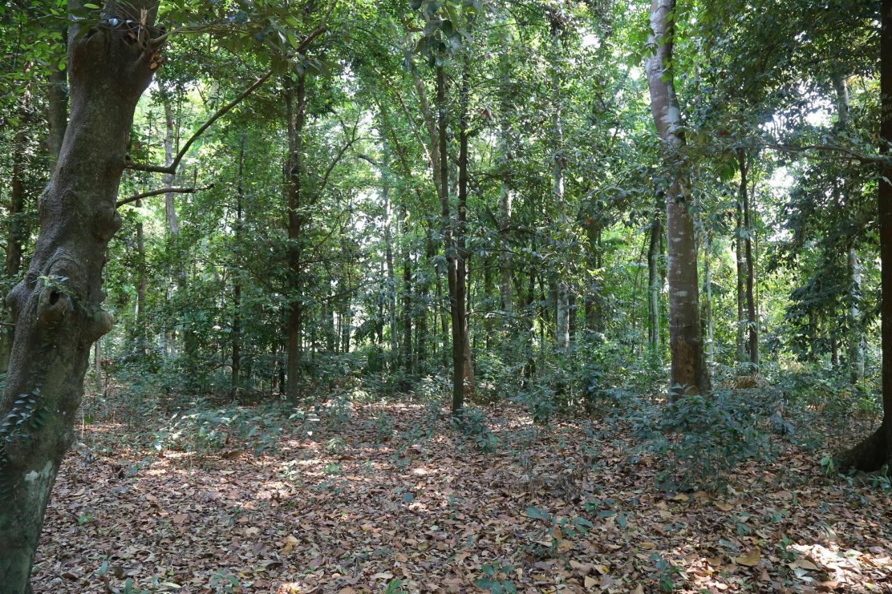 The Mana-Heritage Stay - Chengazhimattam Mana Kottayam Dış mekan fotoğraf